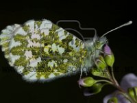 PTS-20170412-00401-1024px