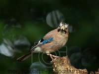 PTS-20170626-00286-1024px