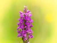 PTS-20180614-00001-Bewerkt-1024px